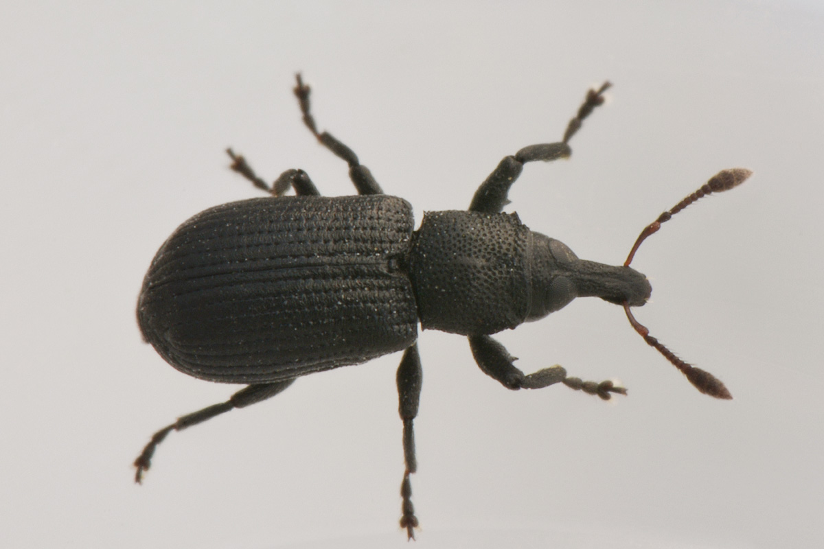 Curculionidae: Magdalis armigera